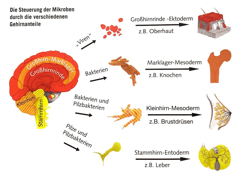 4. Biologisches Naturgesetz